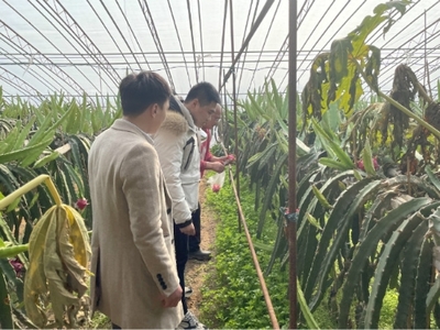 高新區(qū)馬山街道開(kāi)展春節(jié)前農(nóng)產(chǎn)品質(zhì)量安全抽檢與技術(shù)指導(dǎo)