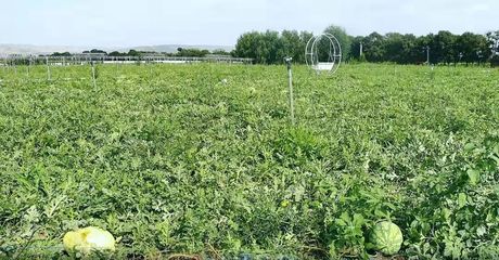 在希望的田野上 三營(yíng)鎮(zhèn)甘溝村西瓜的種植技術(shù)探索