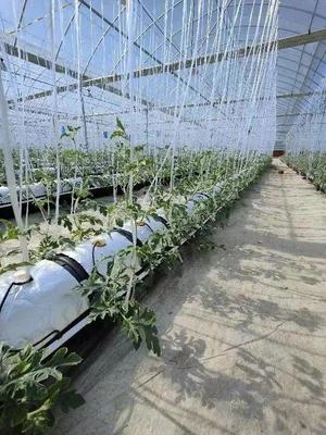 脫下軍裝，投身現代智慧農業 一位退役軍人的金山種植技術開發之路