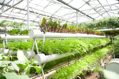 南寧市泰寧伶俐農民專業合作社 創新種植技術開發，助推農業現代化