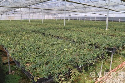 鐵皮石斛種植基地喜獲農業科技成果轉化資金扶持，技術創新迎來新機遇