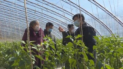 子長(zhǎng)蔬菜開發(fā)中心 穩(wěn)防控、強(qiáng)技術(shù)、保供應(yīng)，全力守護(hù)“菜籃子”安全