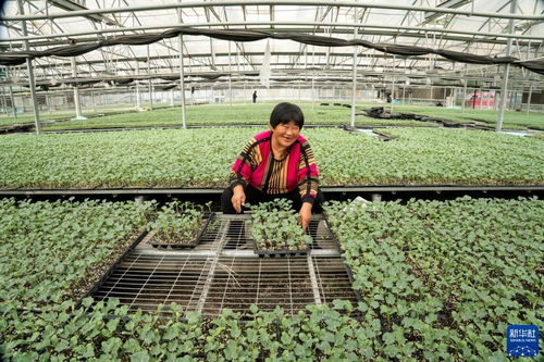 河北永清 以技術(shù)創(chuàng)新驅(qū)動(dòng)綠色蔬菜種植，筑牢京津“菜籃子”保障線